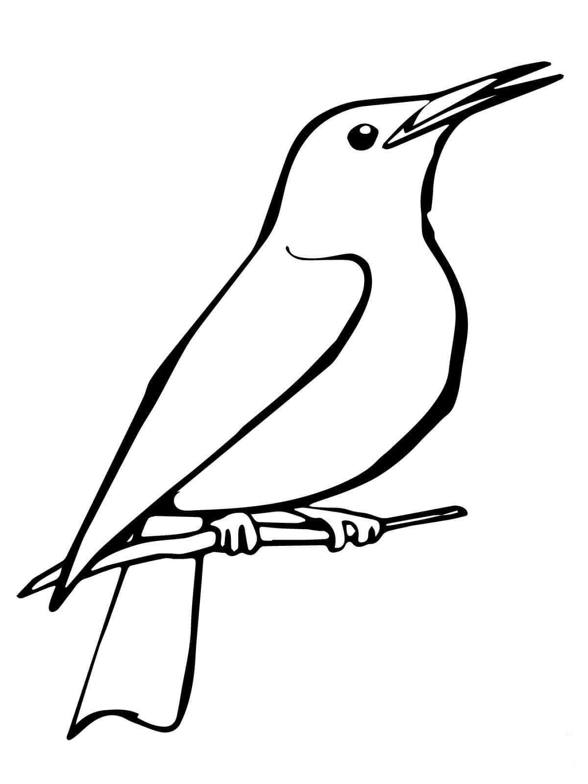 Скворец птица рисунок - 81 фото