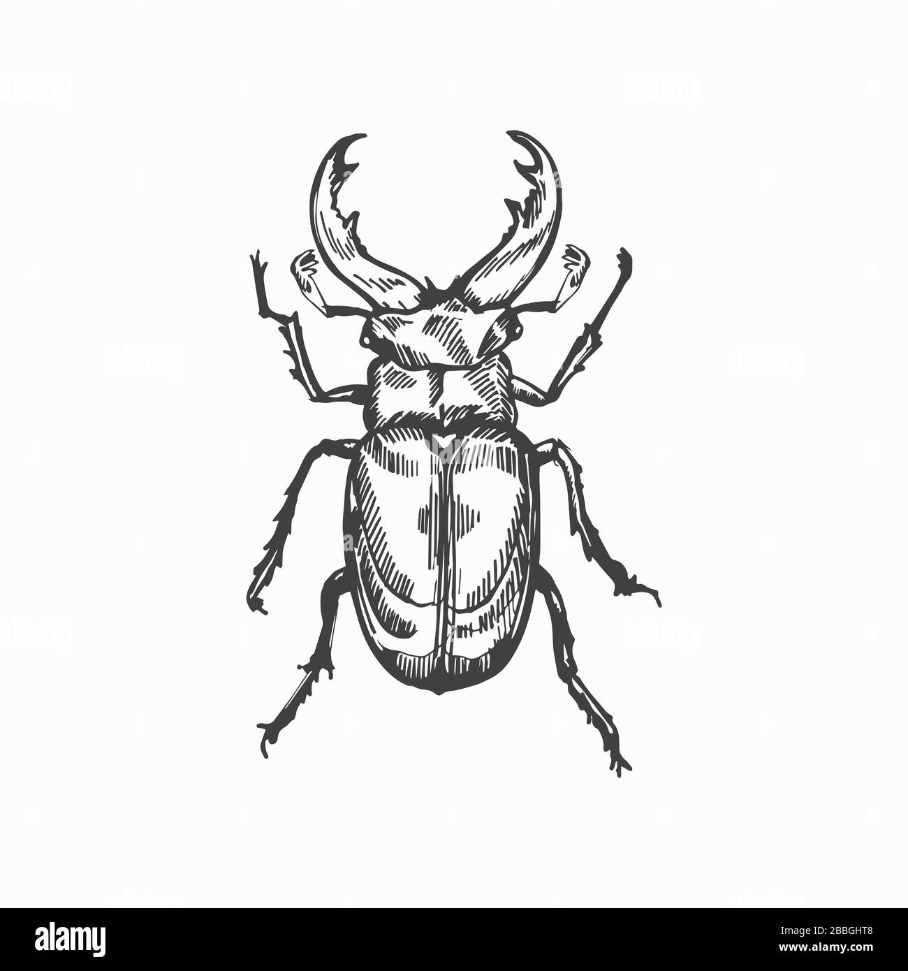 Рисунок жука оленя карандашом