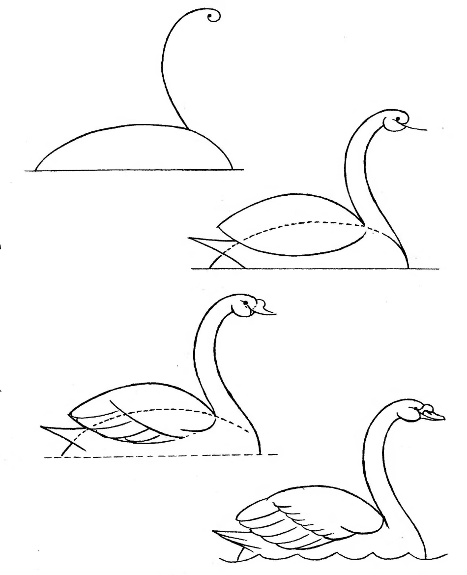 Как поэтапно нарисовать плывущего лебедя