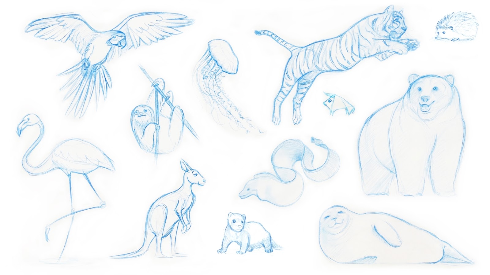 Arctic animals Sketch
