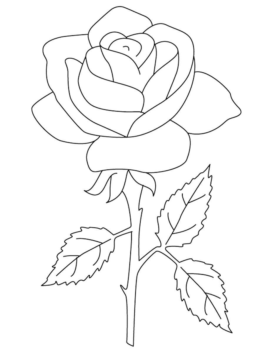 Как нарисовать букет роз карандашом поэтапно ✏