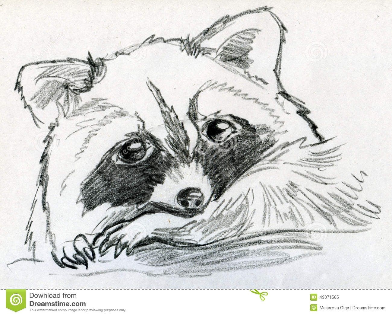 Сложные рисунки для срисовки карандашом животных енот