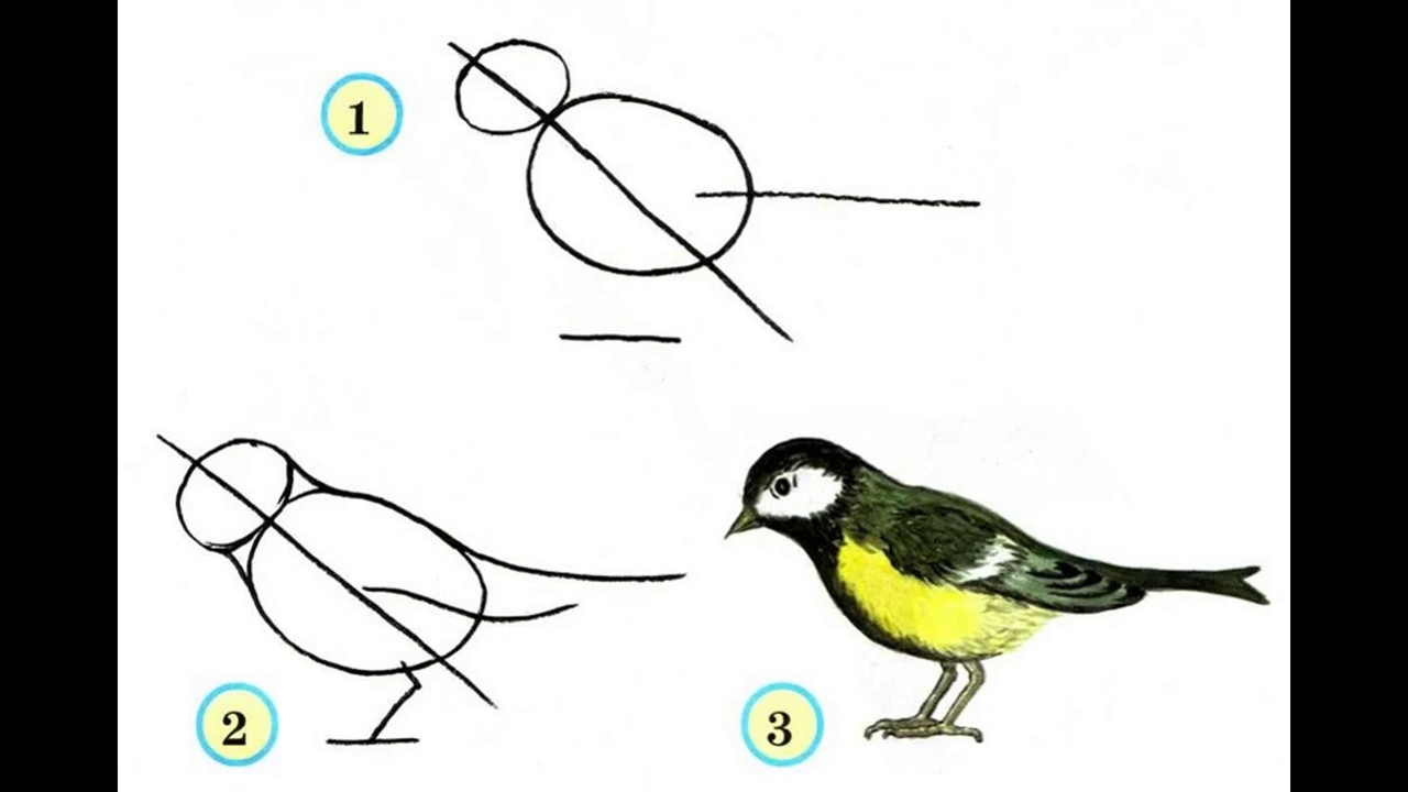 Птица синица рисунок для детей поэтапно (51 фото)