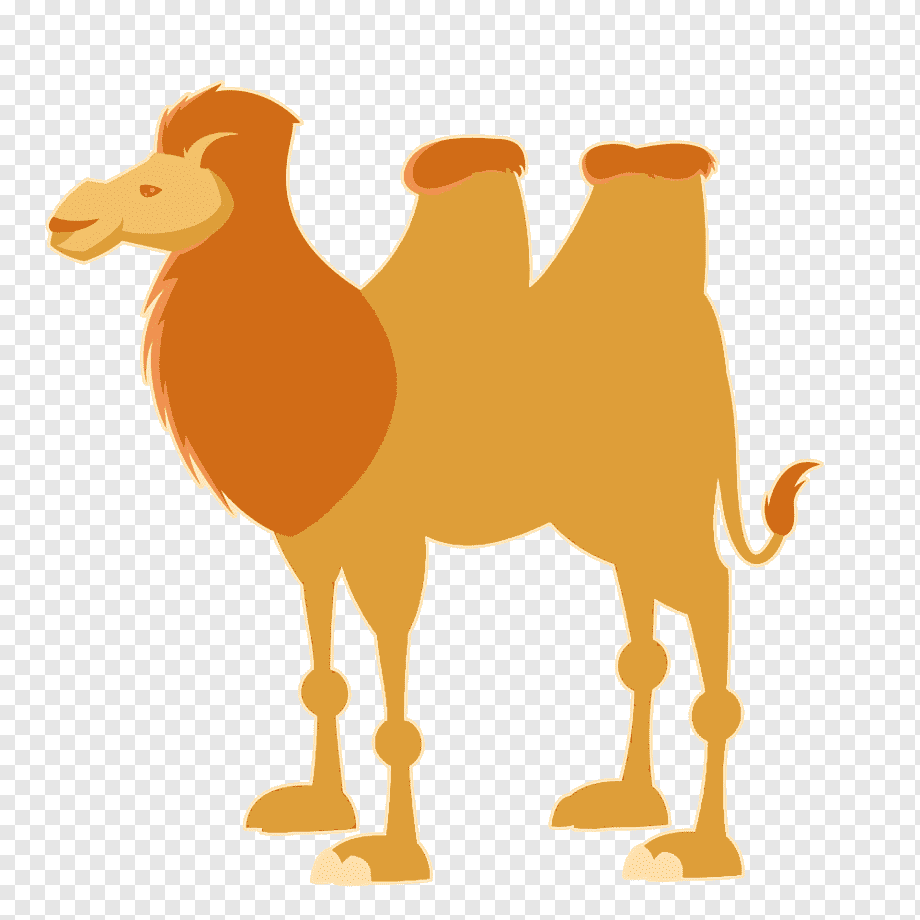 Желтый верблюд