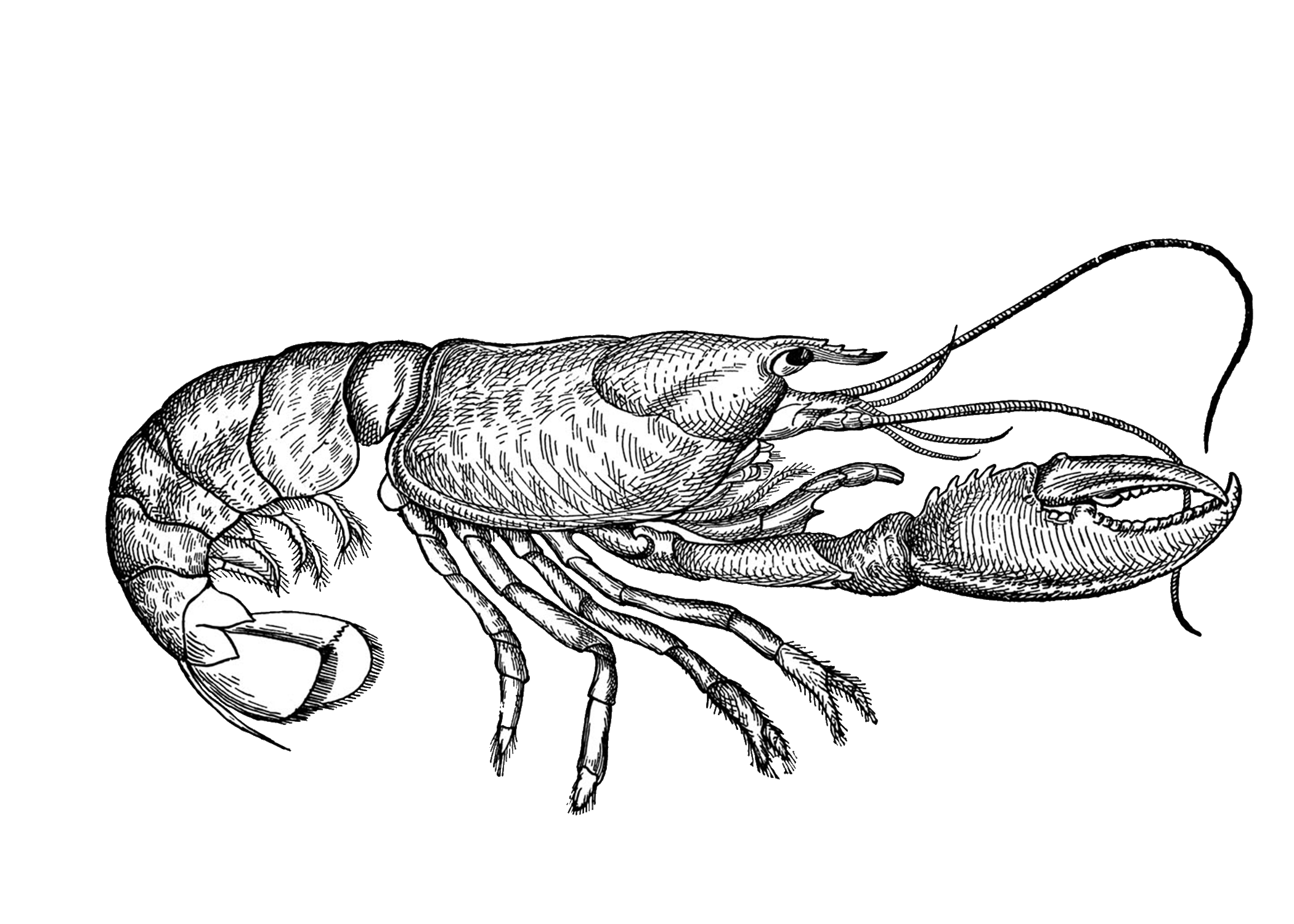 Раки олени. Рачки рисунок. Лобстер карандашом. Лангуст скелет. Краб скетч.