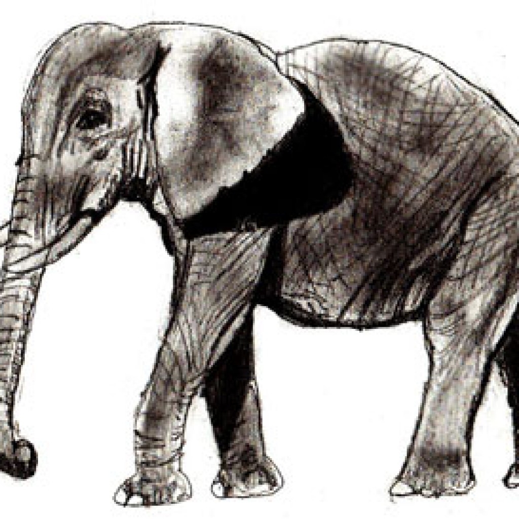 Суматранский слон рисунок
