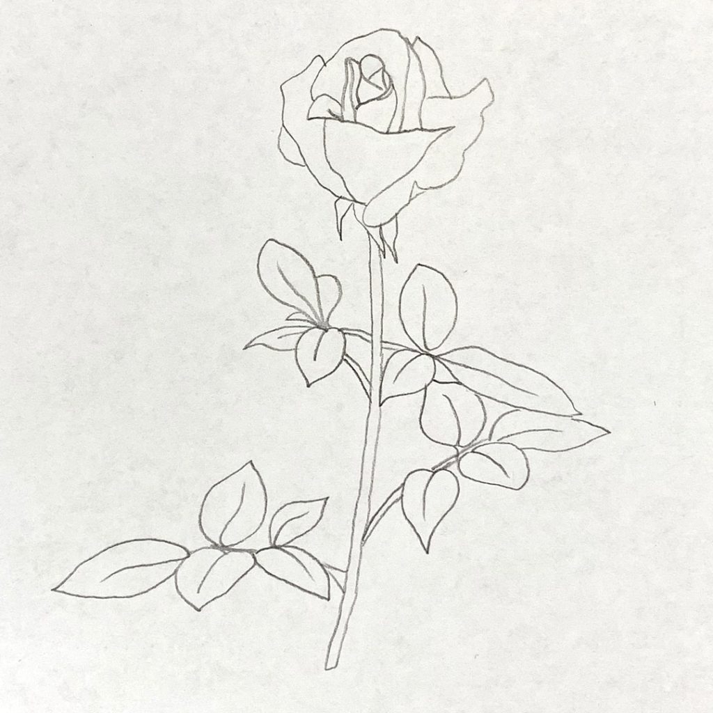 Розы рисовать маленькие