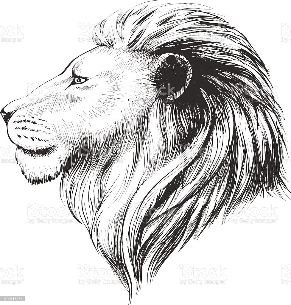Эскиз голова Льва в профиль