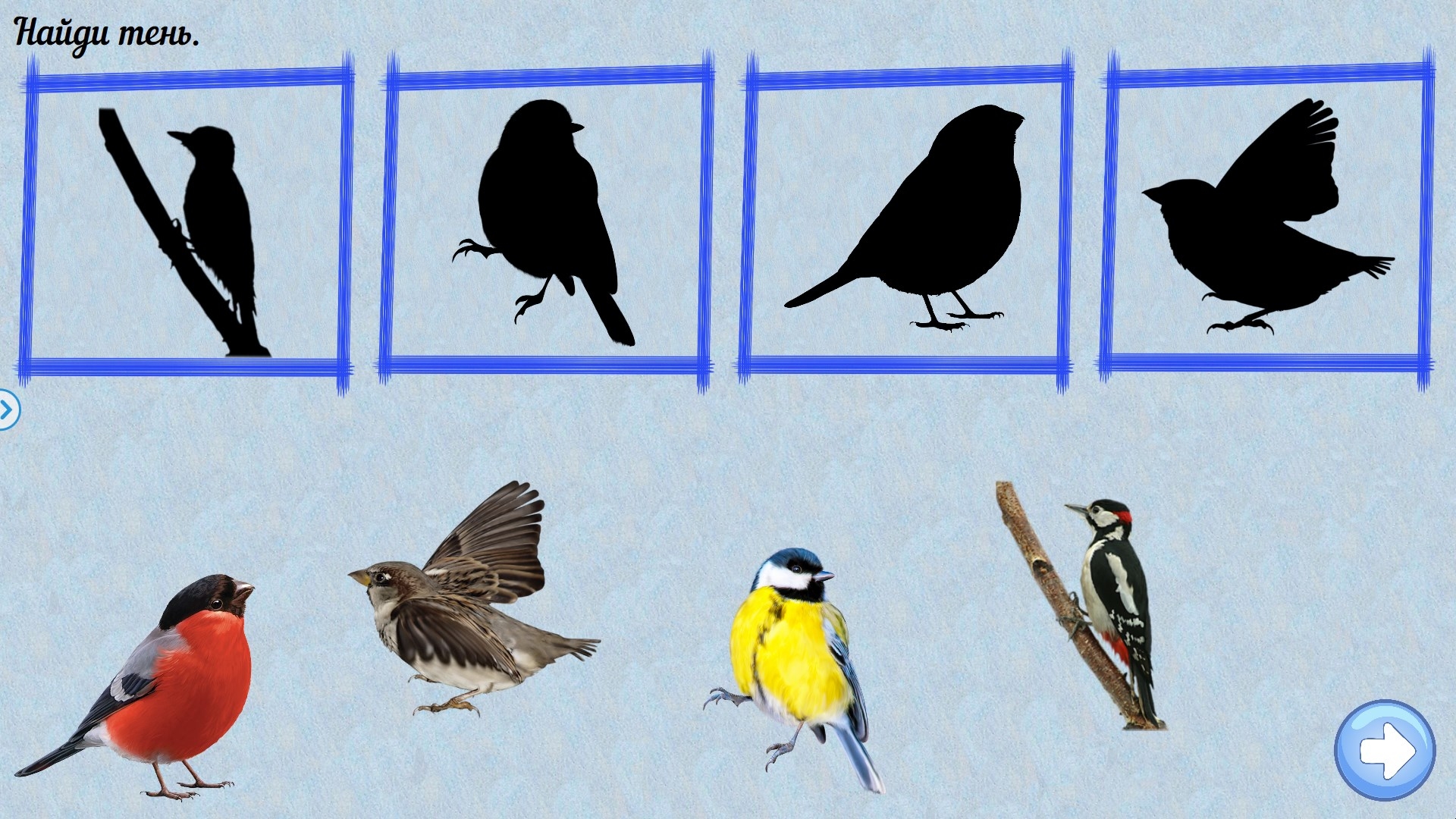 птицы картинки для детей дошкольного возраста