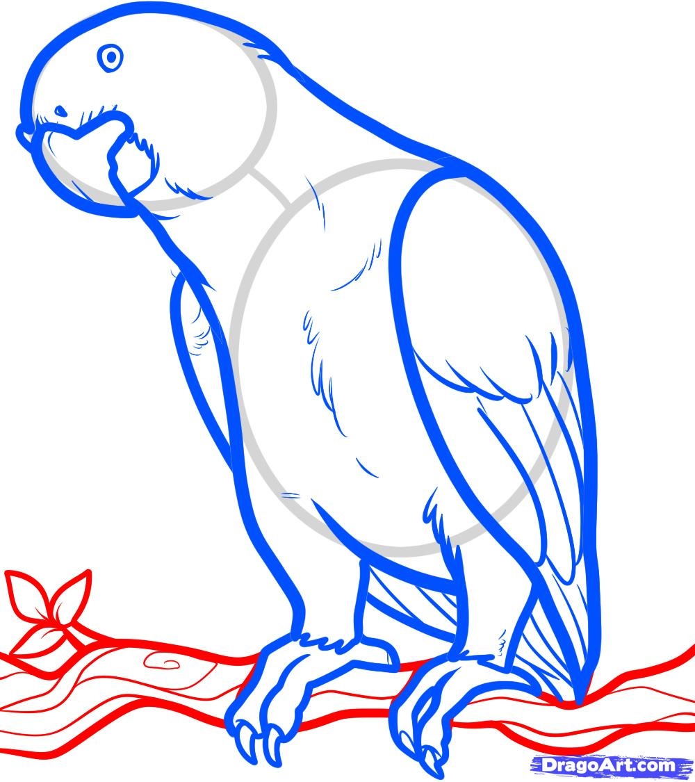 Попугай ара рисовать легко