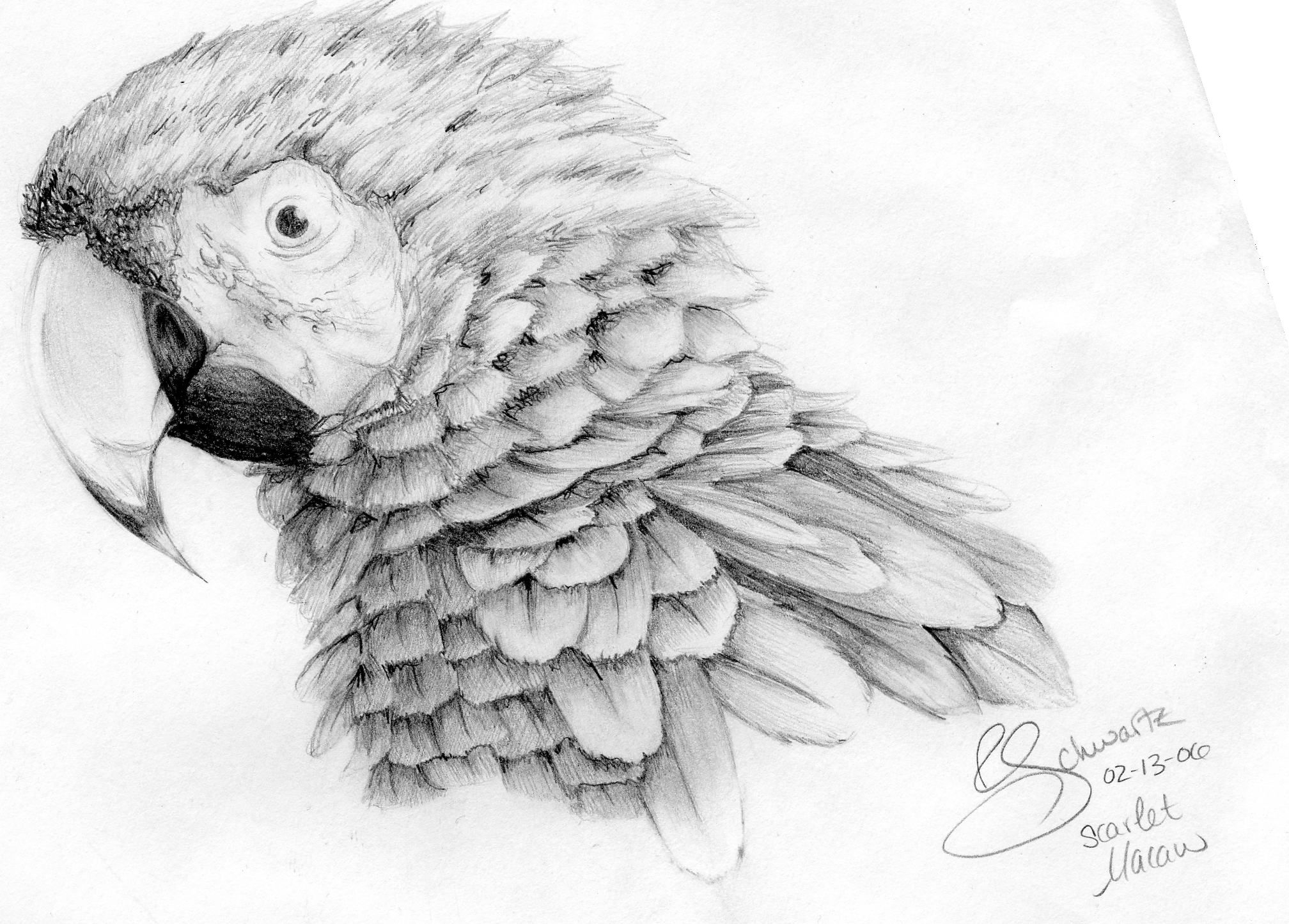 Попугай ара рисунок для срисовки