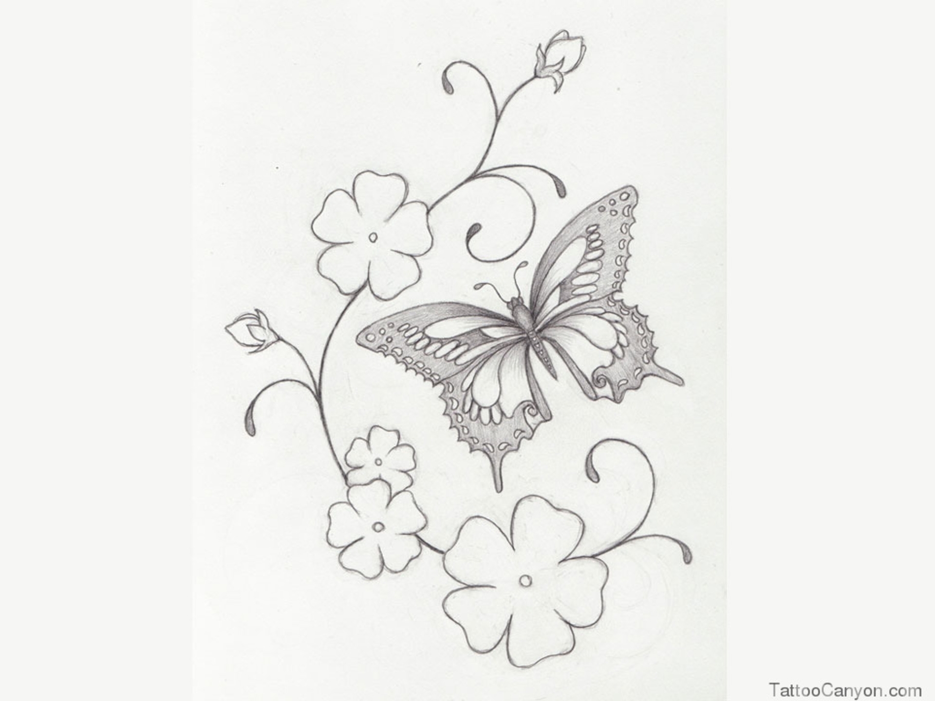 Рисунки для срисовки цветы бабочки