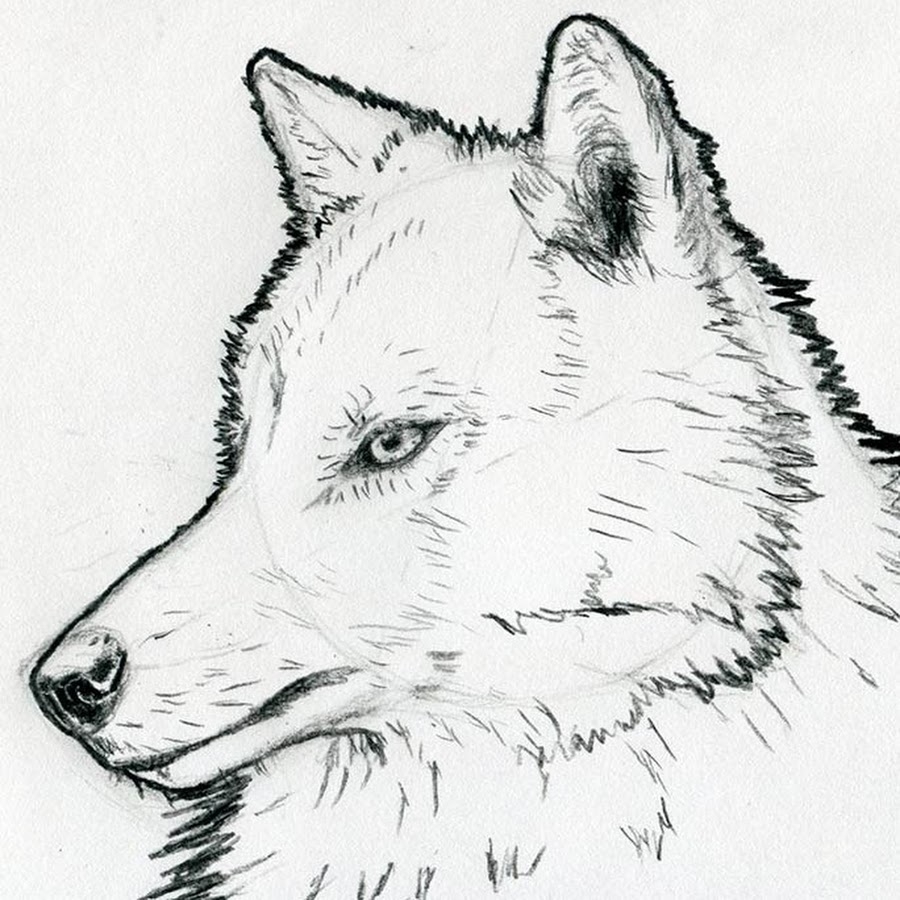 Эскиз волк карандашом для детей