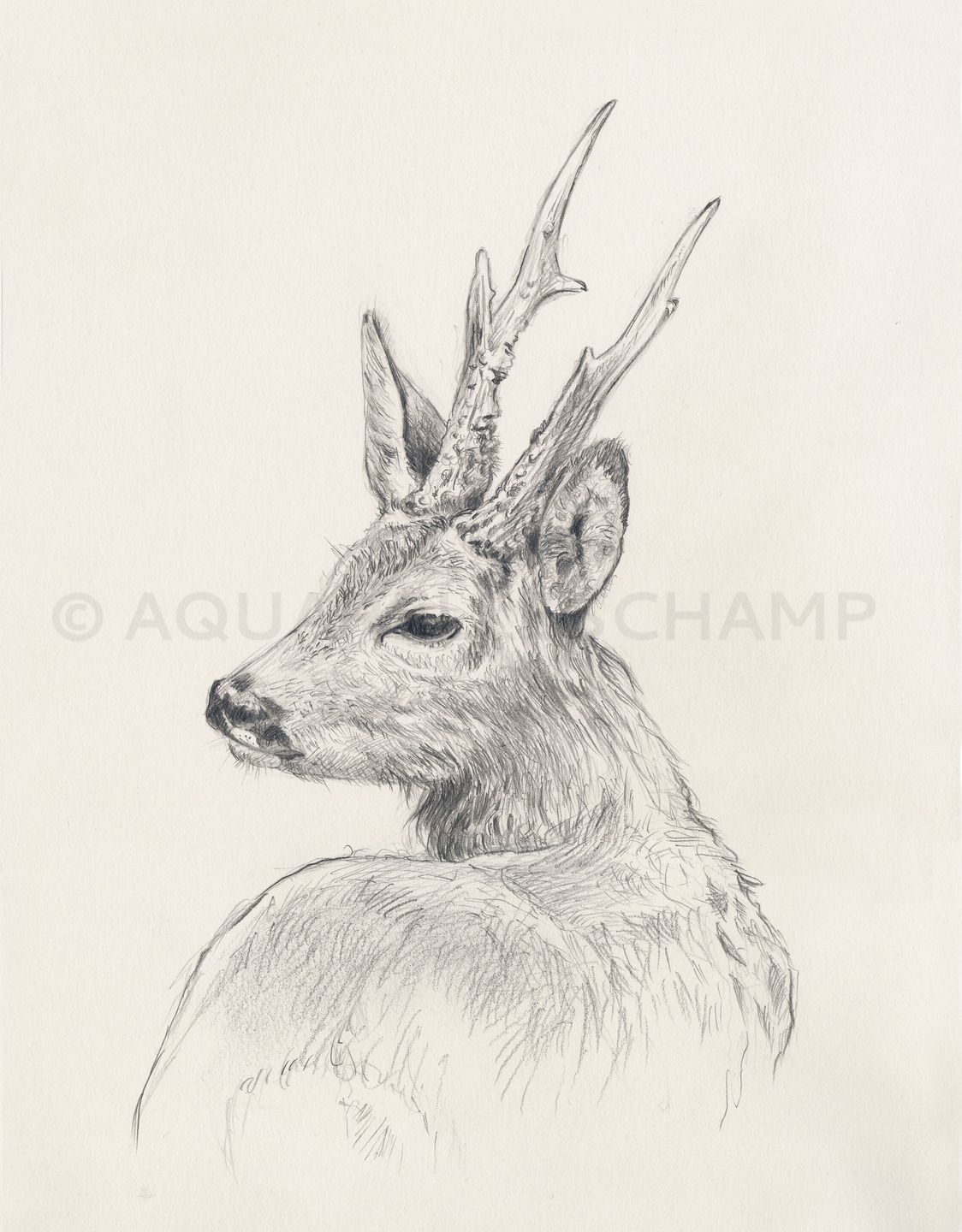 Портрет оленя рисунок карандашом