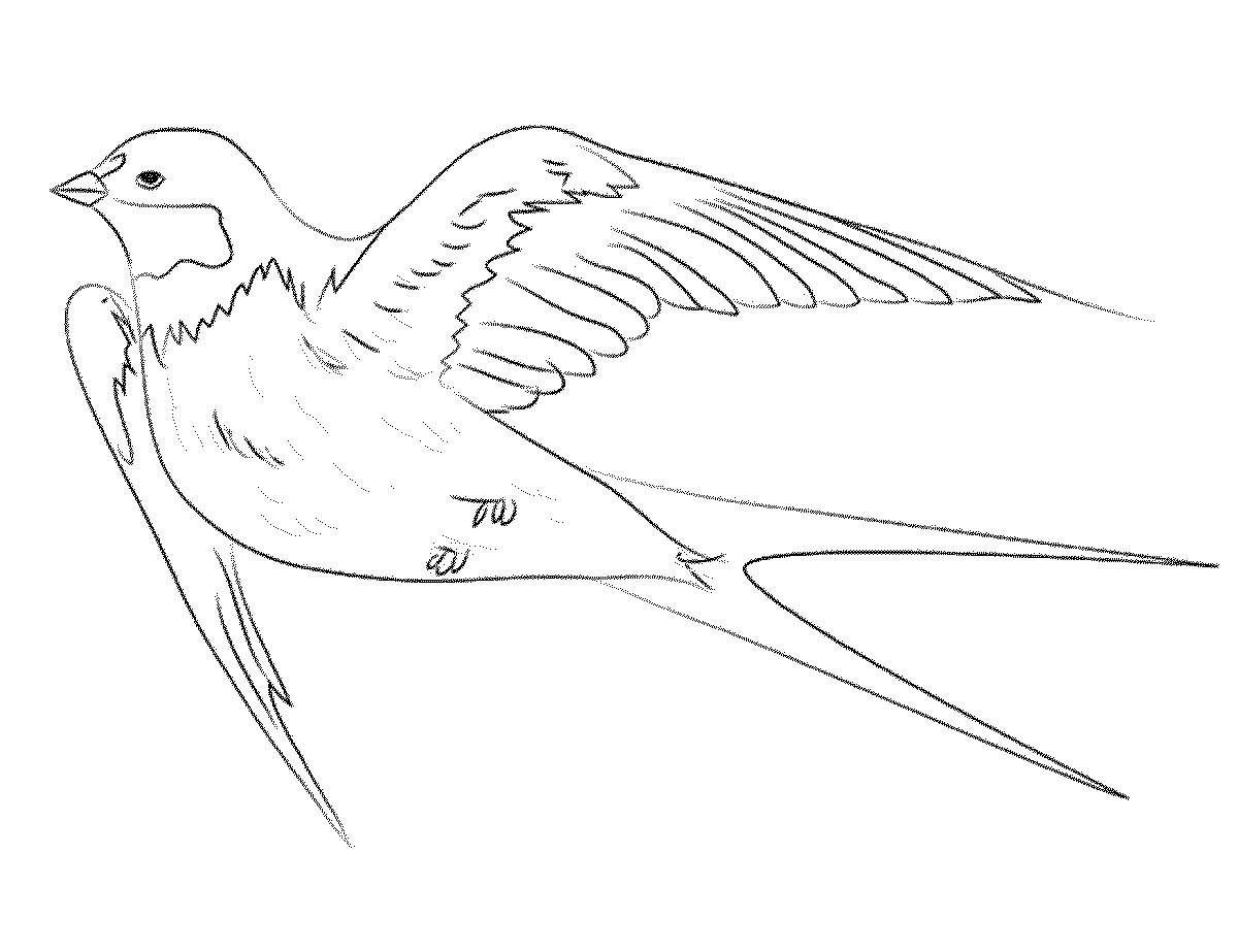Рисунок карандашом для срисовки ласточка
