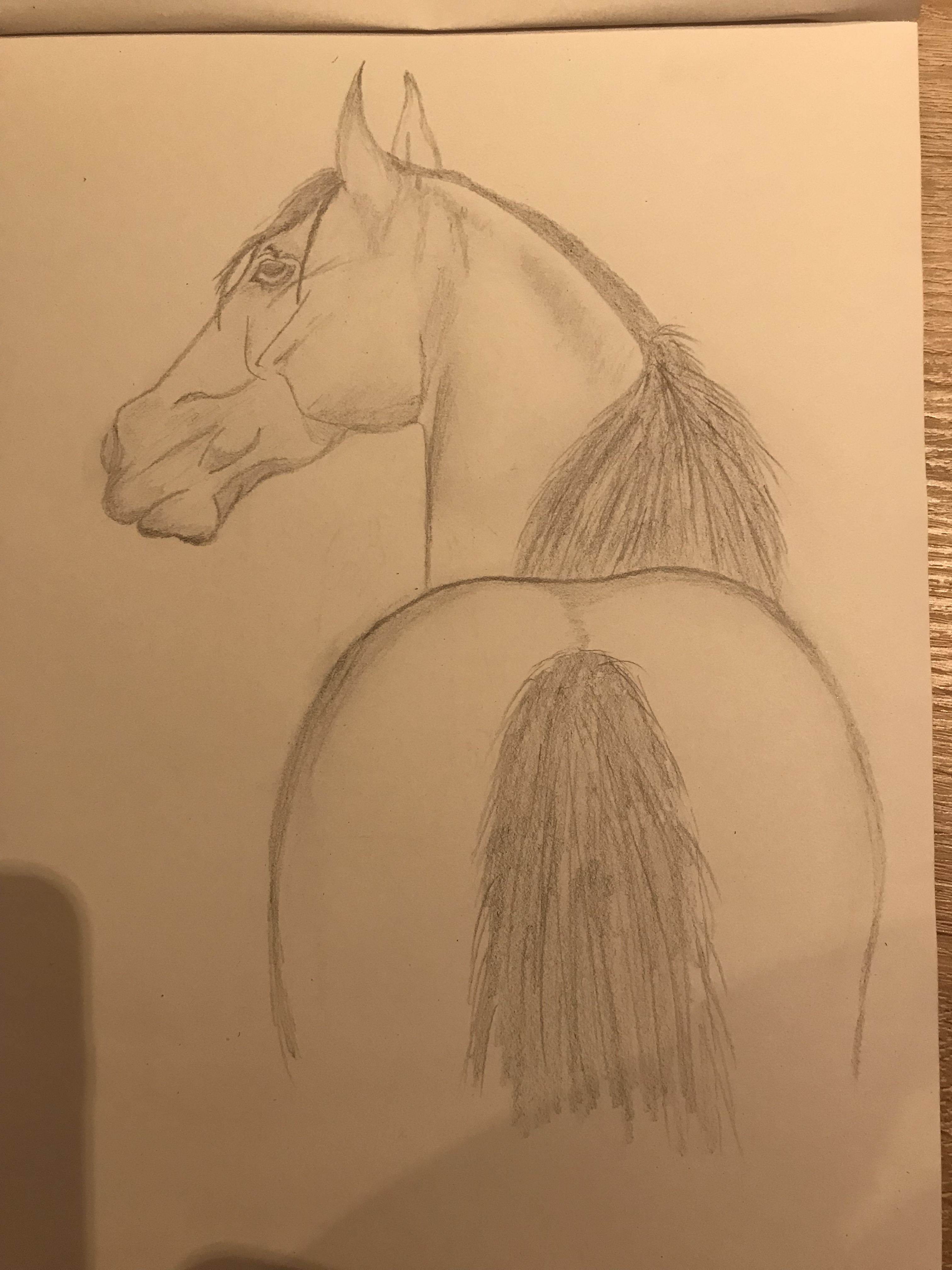 Конь для срисовки