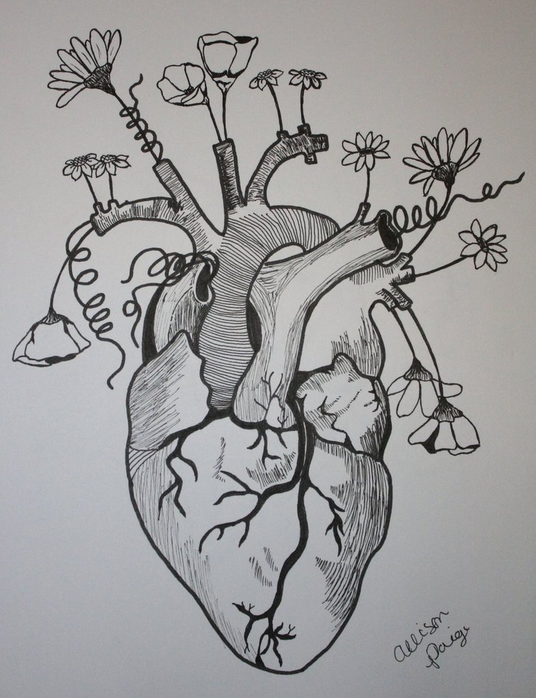 Рисунок сердца человека легкий - 60 фото