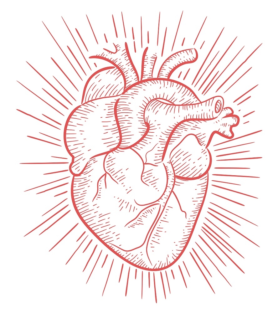 Сердце в руке человеческое рисунок