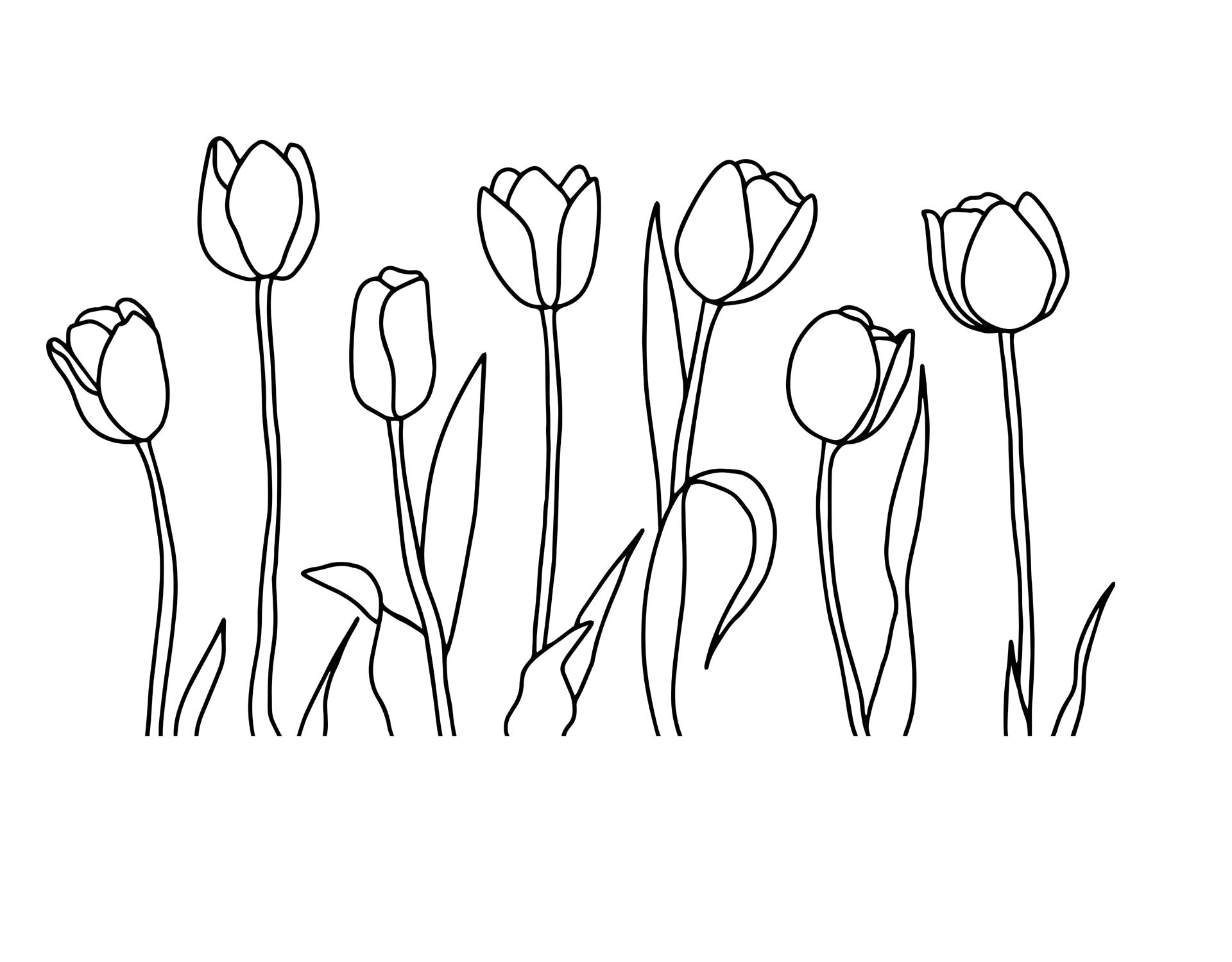 Как нарисовать тюльпаны карандашом поэтапно. Тюльпан раскраска. Тюльпаны рисунок. Тюльпан раскраска для детей. Раскраска цветы тюльпаны.