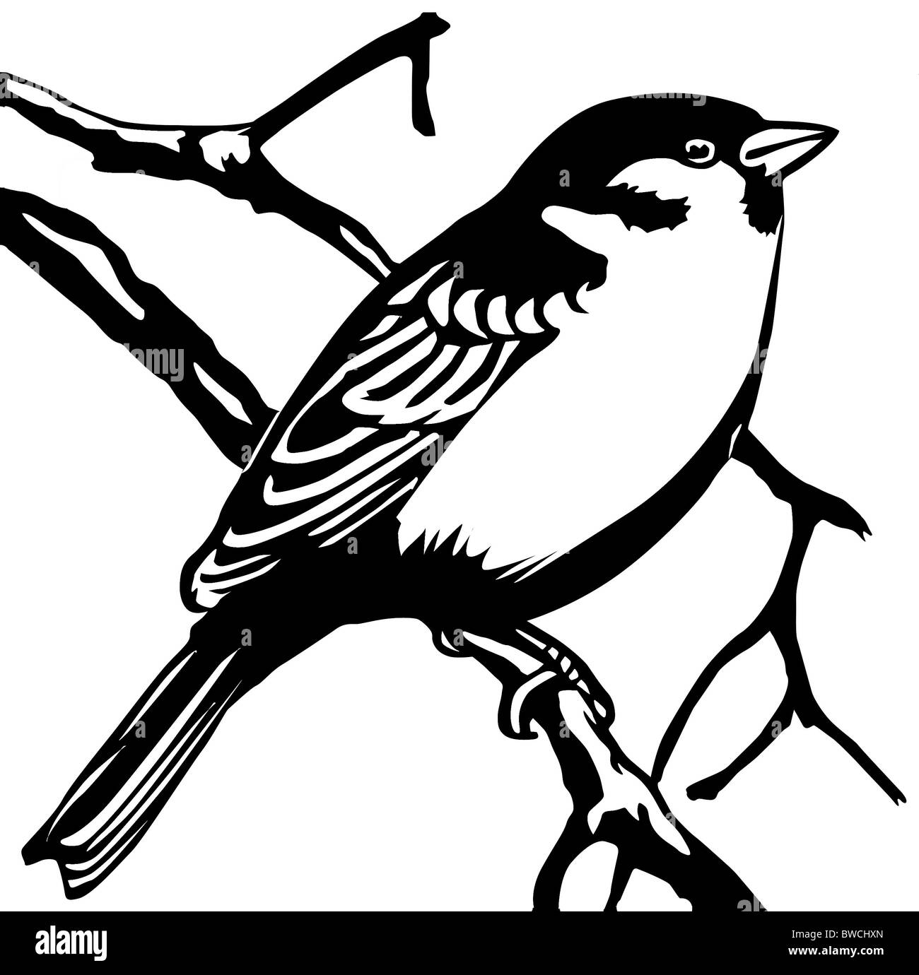 Графика ветки птицы черно белое
