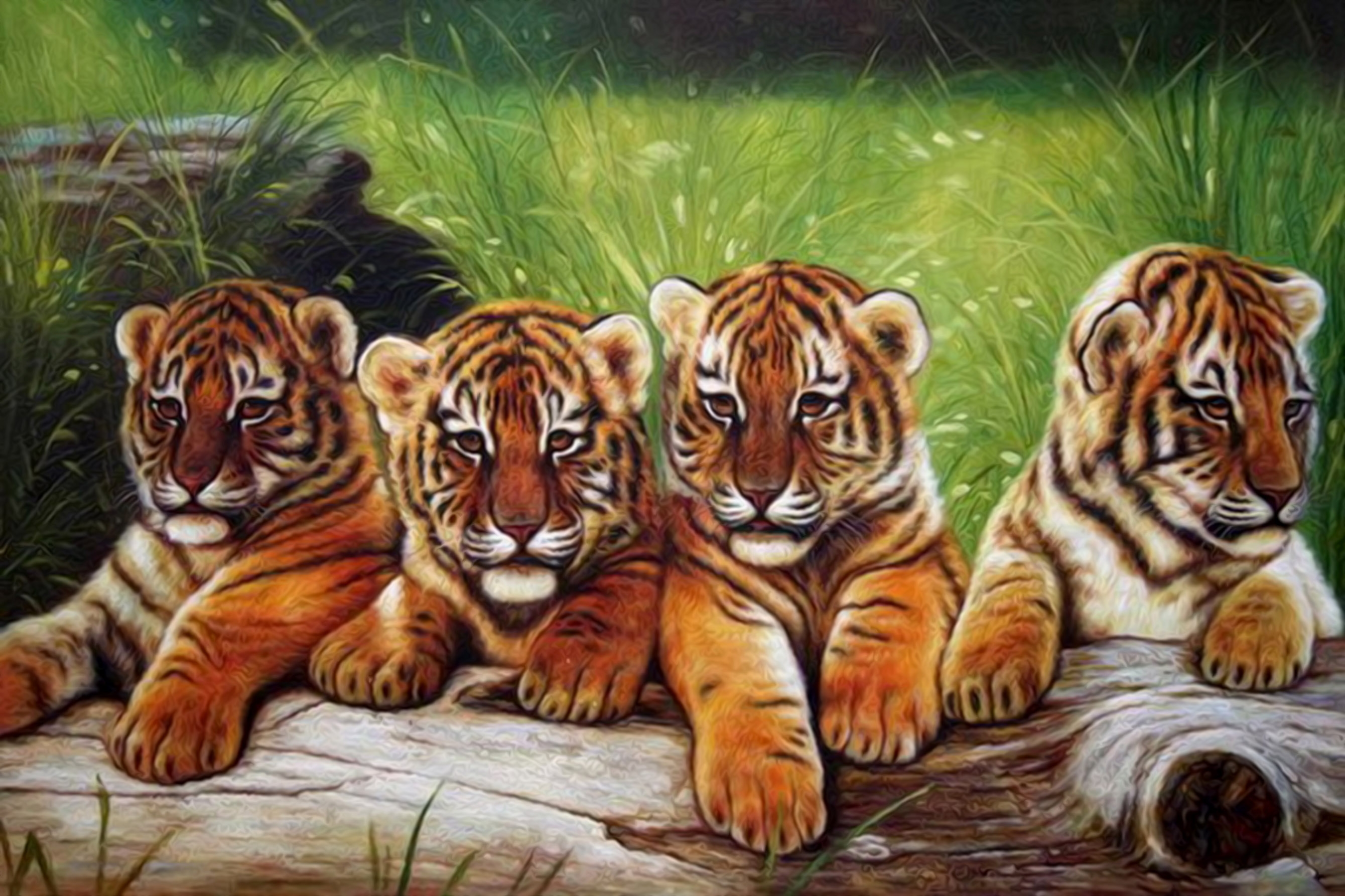 Four tigers