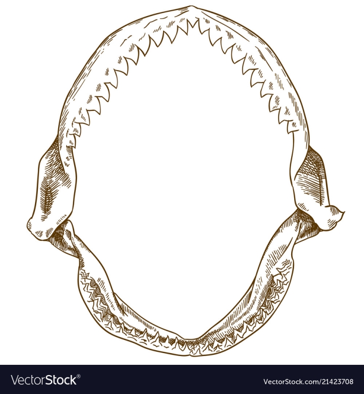 Челюсти акулы эскиз