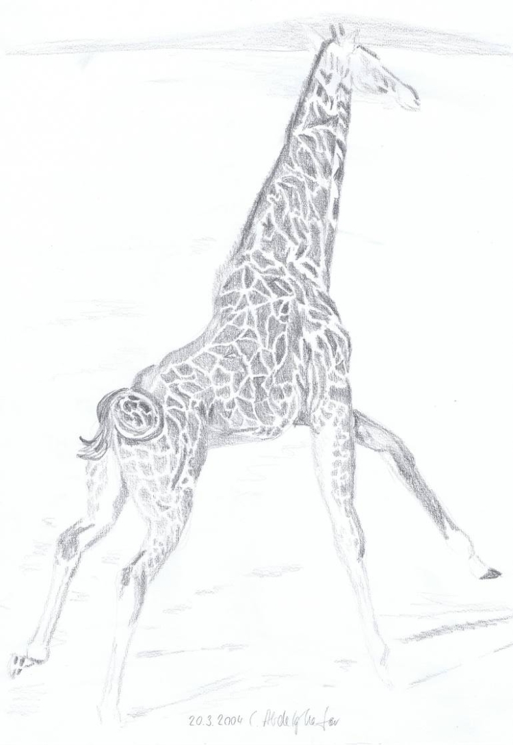 Жираф с натуры