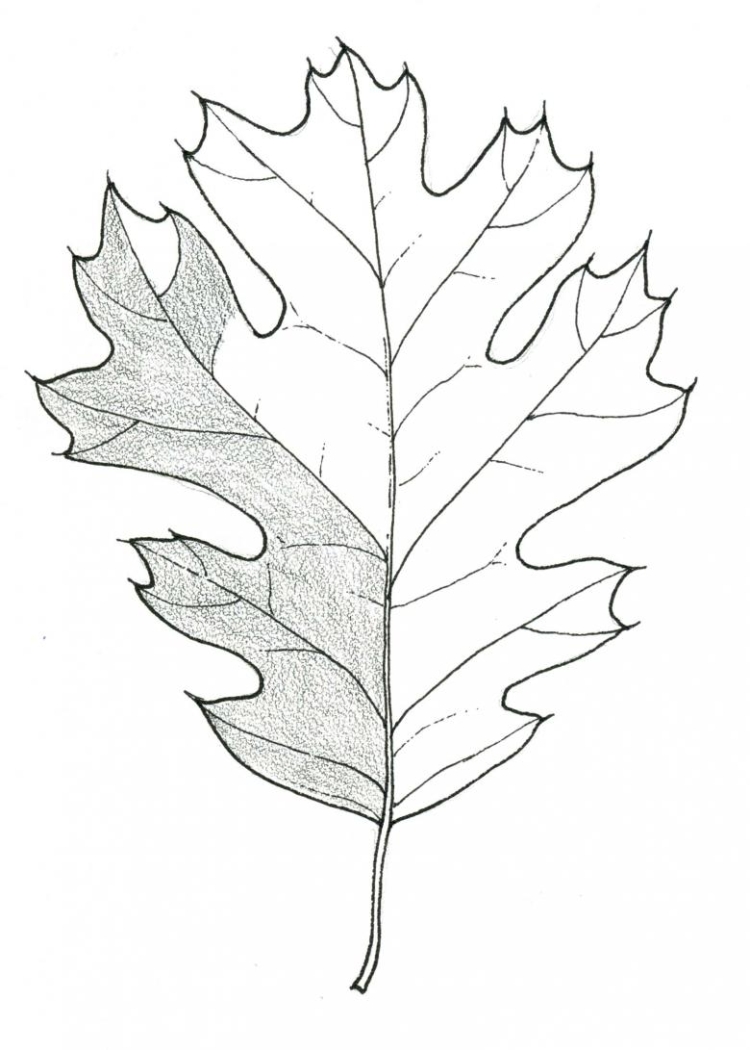 Листья для срисовки