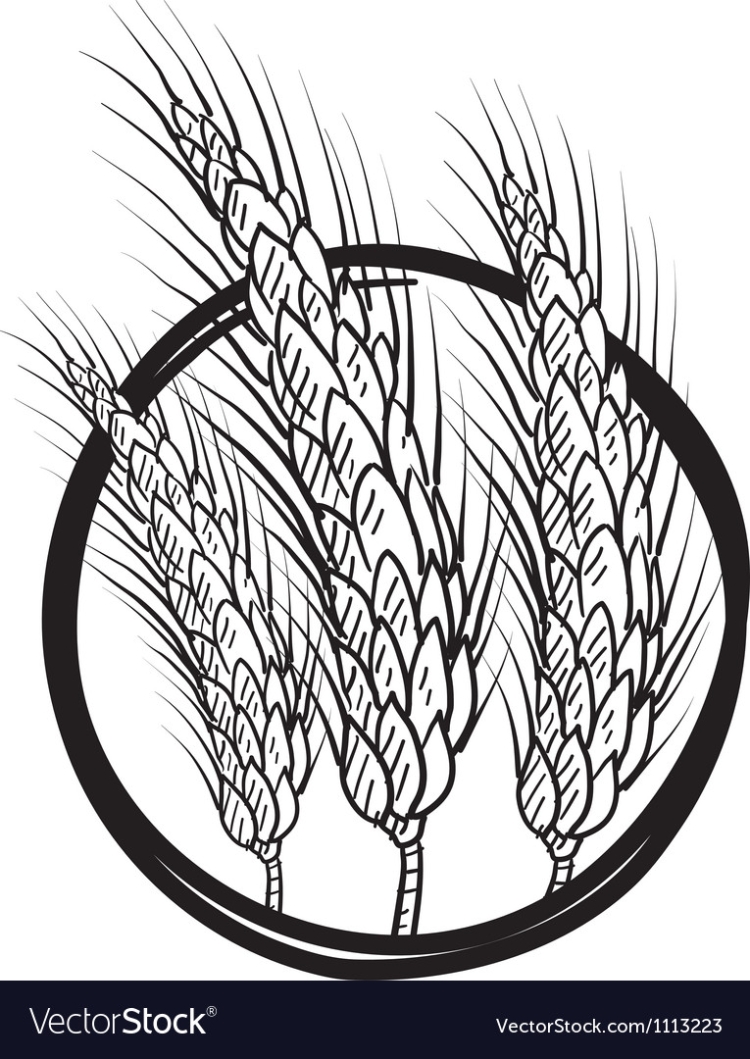 Колос пшеницы Графика