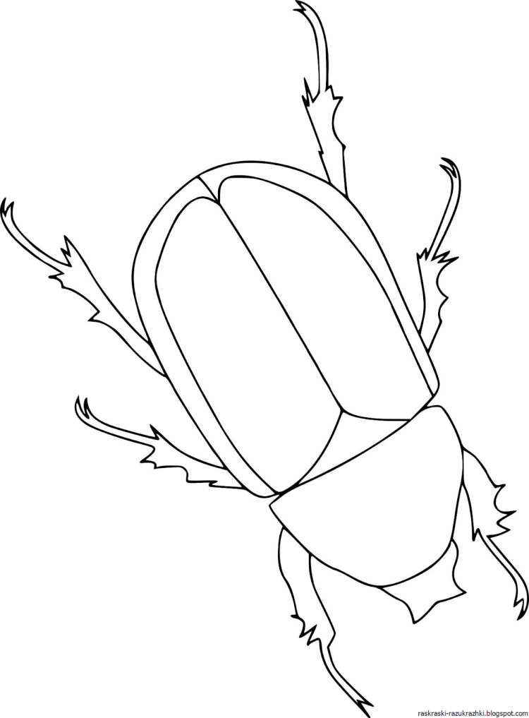 Раскраски жуки