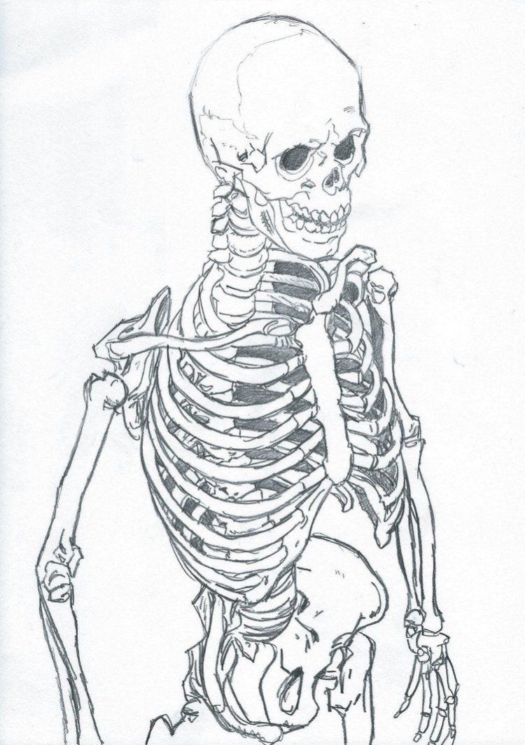 нарисованные картинки скелета
