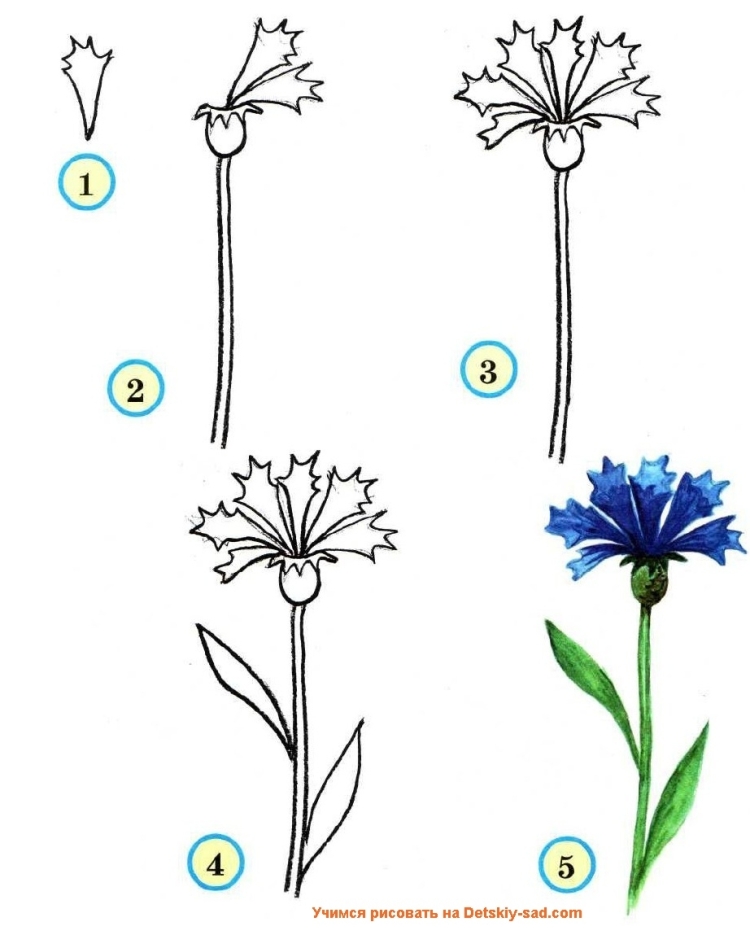 Рисовать василек для детей