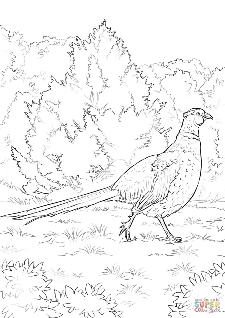 Птица фазан раскраска для детей