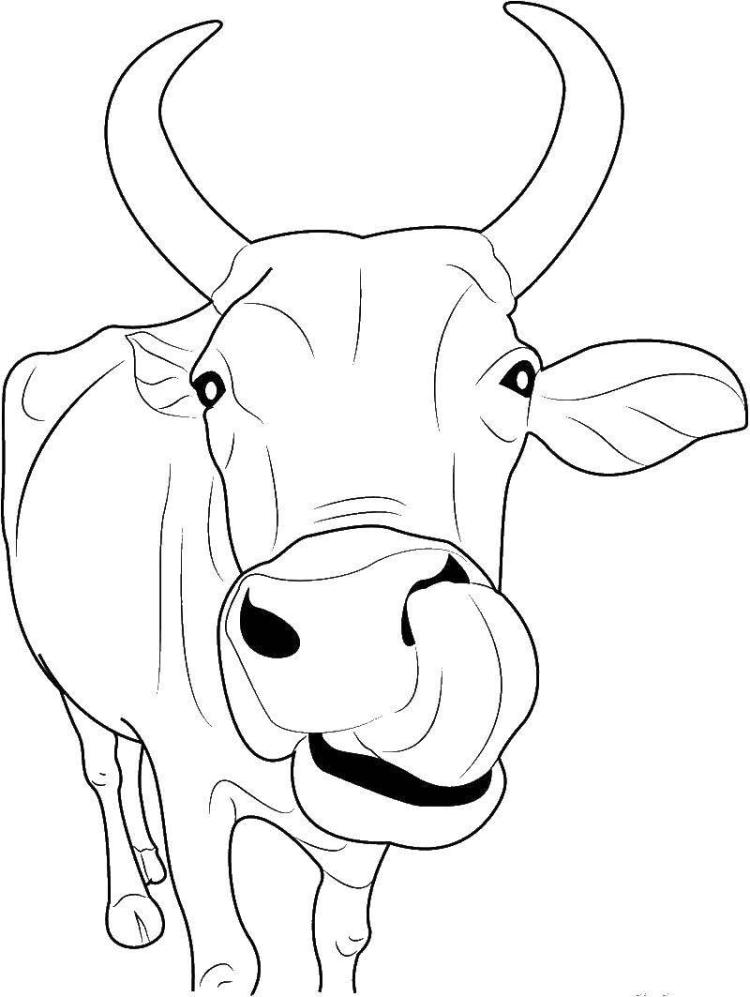 Раскрашивать коров. Раскраска корова. Корова раскраска для детей. Корова рисунок. Бык раскраска.