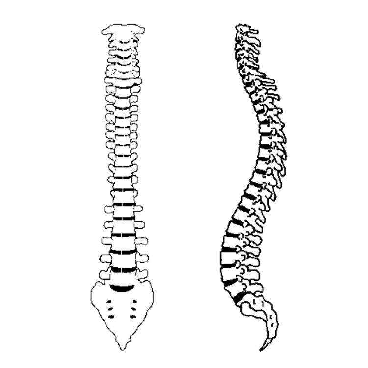 Позвоночный столб анатомия рисунок