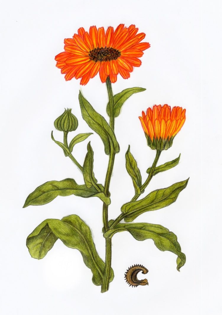 Календула лекарственная Ботанический рисунок