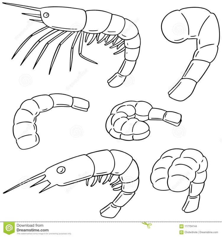 Креветка рисунок легко