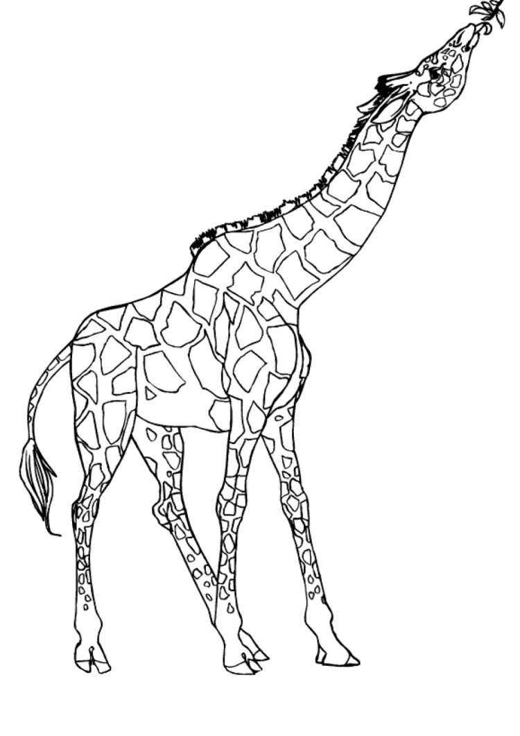 Раскраска Жираф в зоопарке