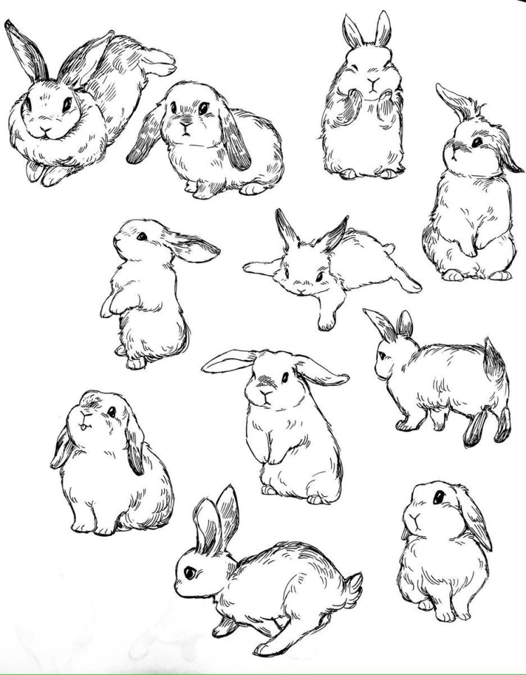 Идеи рисунков кроликов карандашом