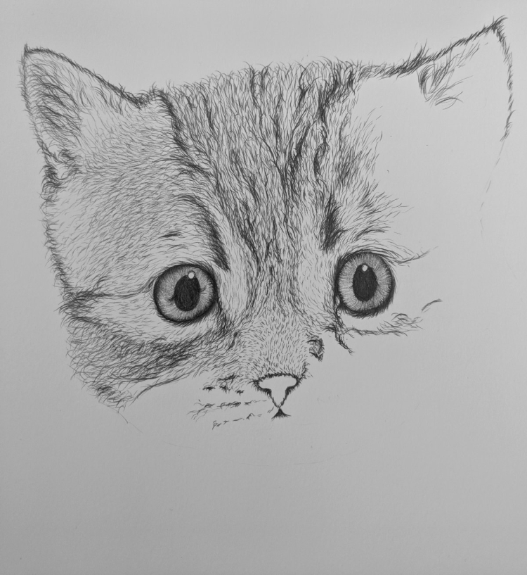 Легкие рисунки для срисовки карандашом котики