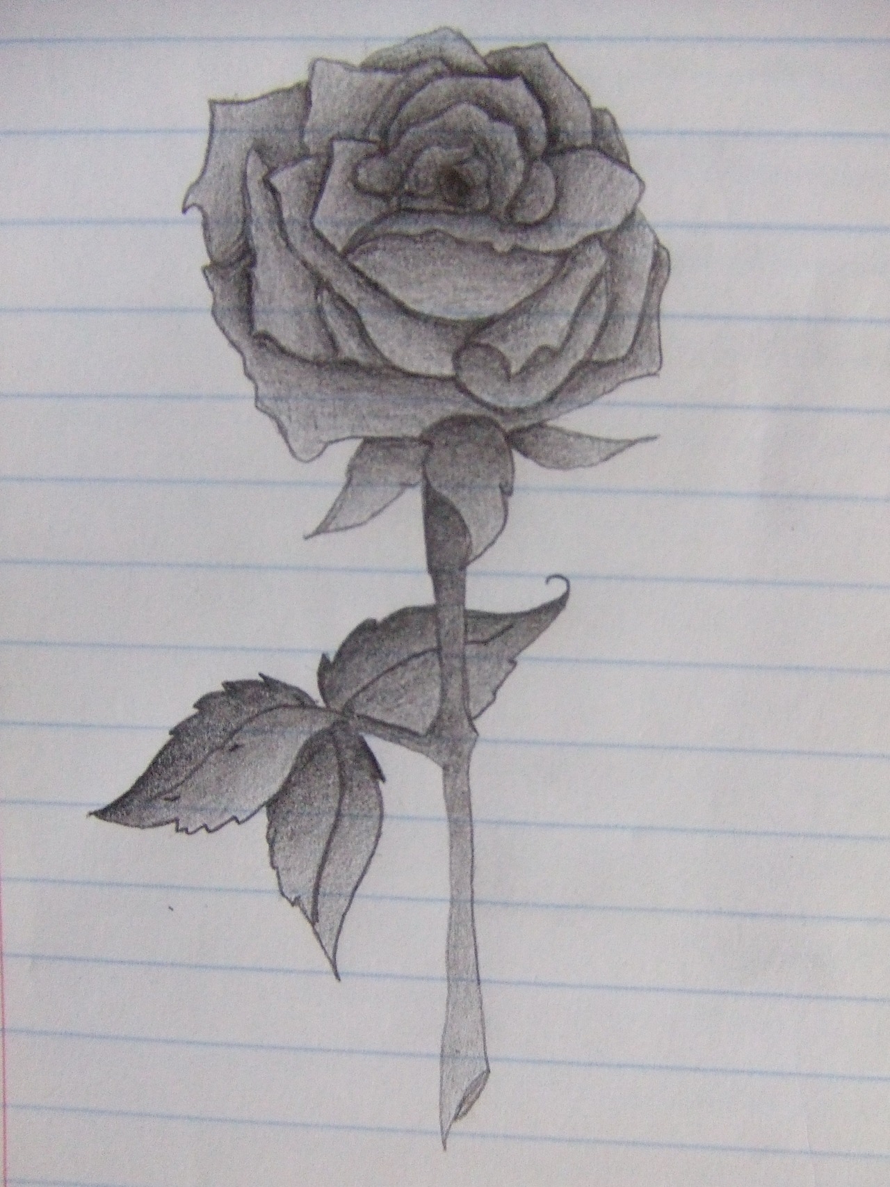 Роза карандашом в тетради