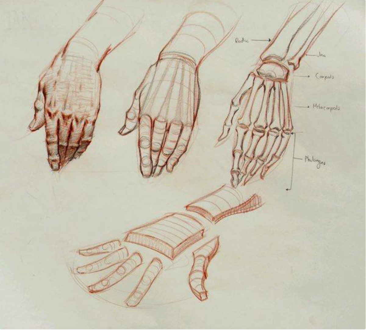 Груки. Анатомия Баммес кисти рук. Анатомия кисти референс. Руки референс анатомия кисти. Скелет кисти руки человека референс.