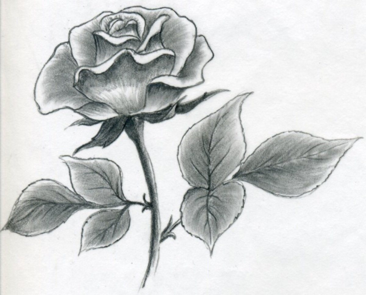 Рисунок цветок красивый карандашом - 61 фото