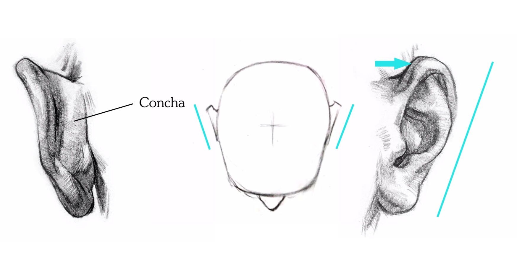 Как нарисовать ухо человека