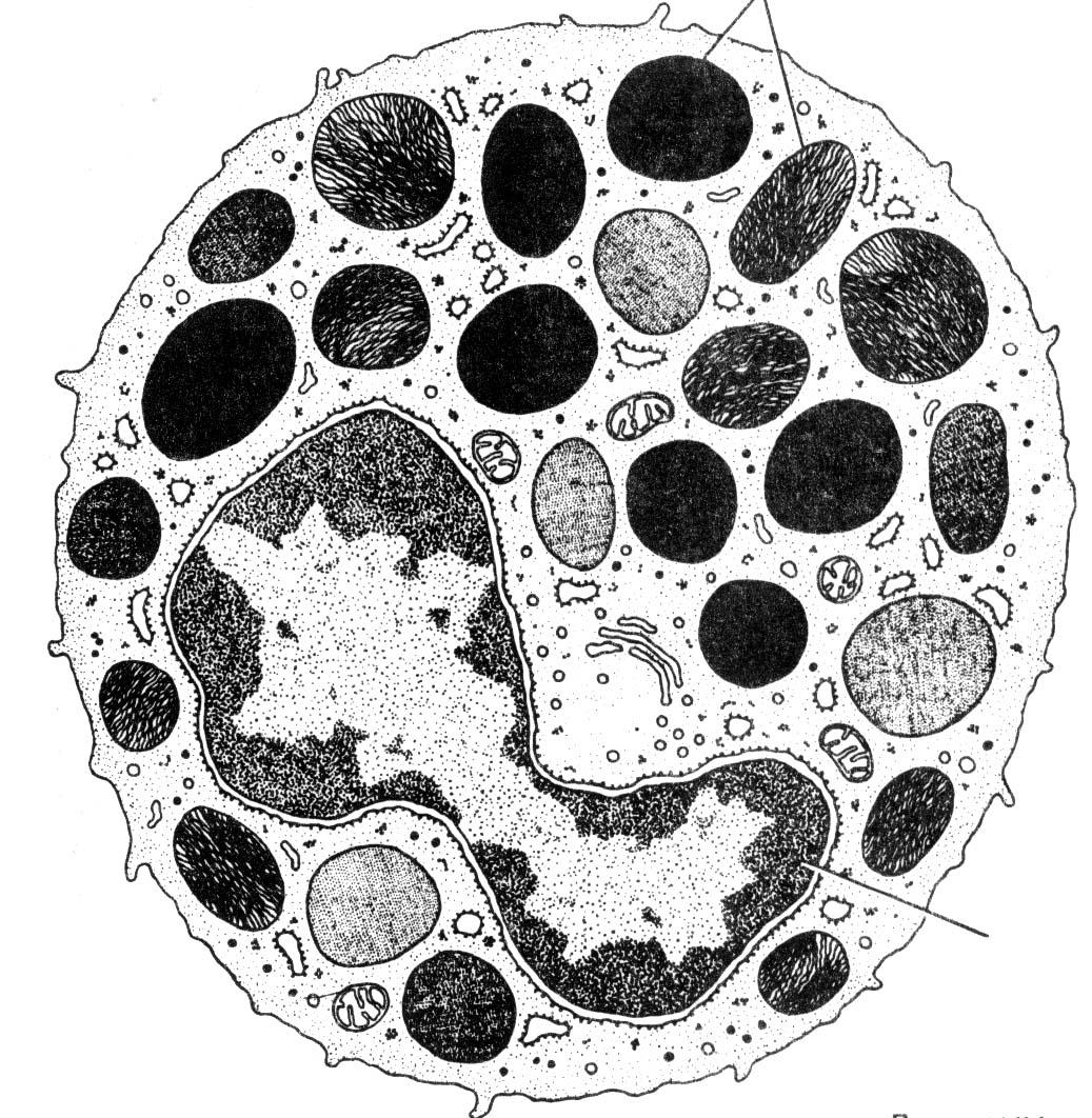 Рисунок лизосомы клетки. Базофил Электронограмма. Нейтрофил Электронограмма. Эозинофил Электронограмма. Макрофаг Электронограмма.