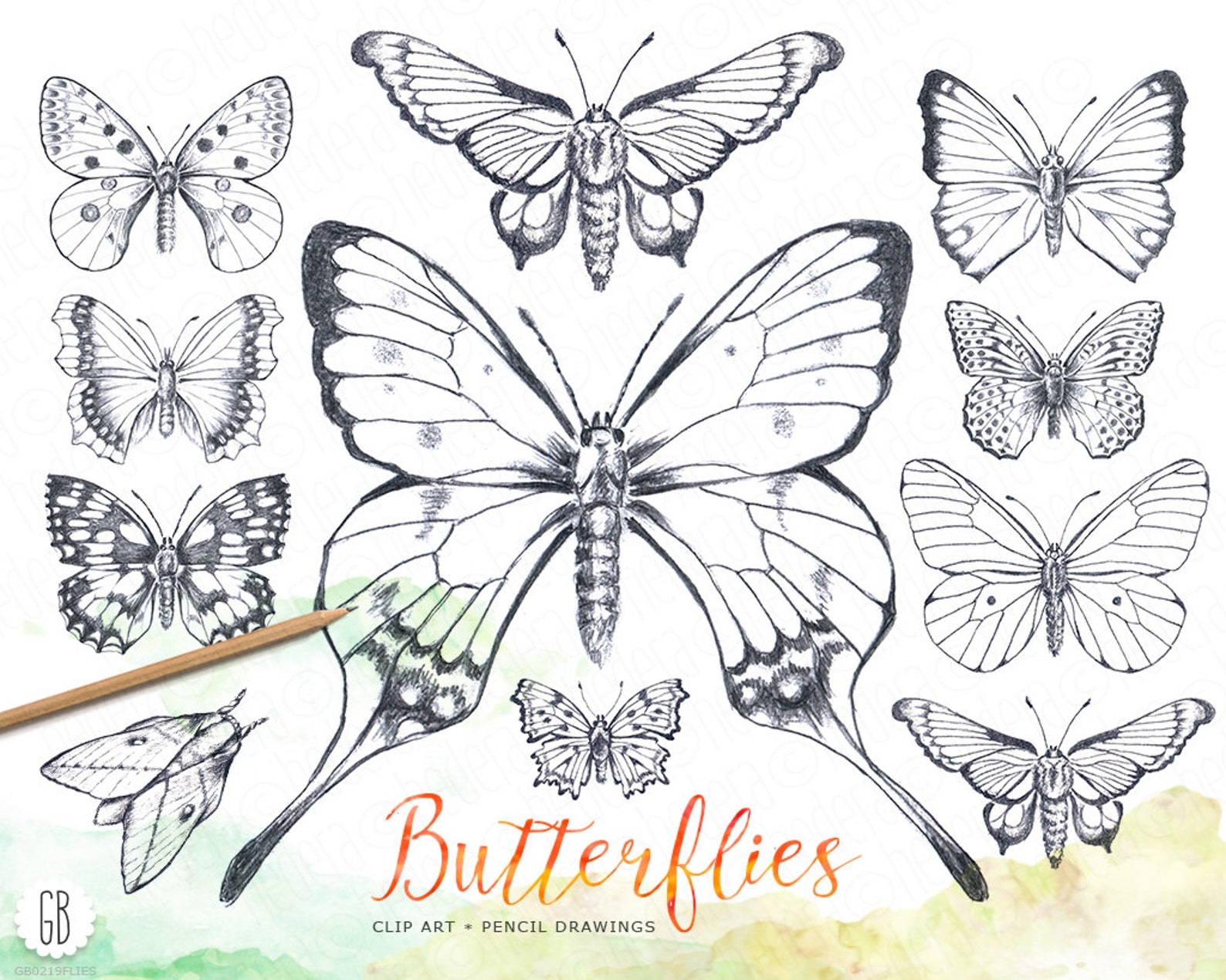 Рисунки для срисовки бабочки тропической