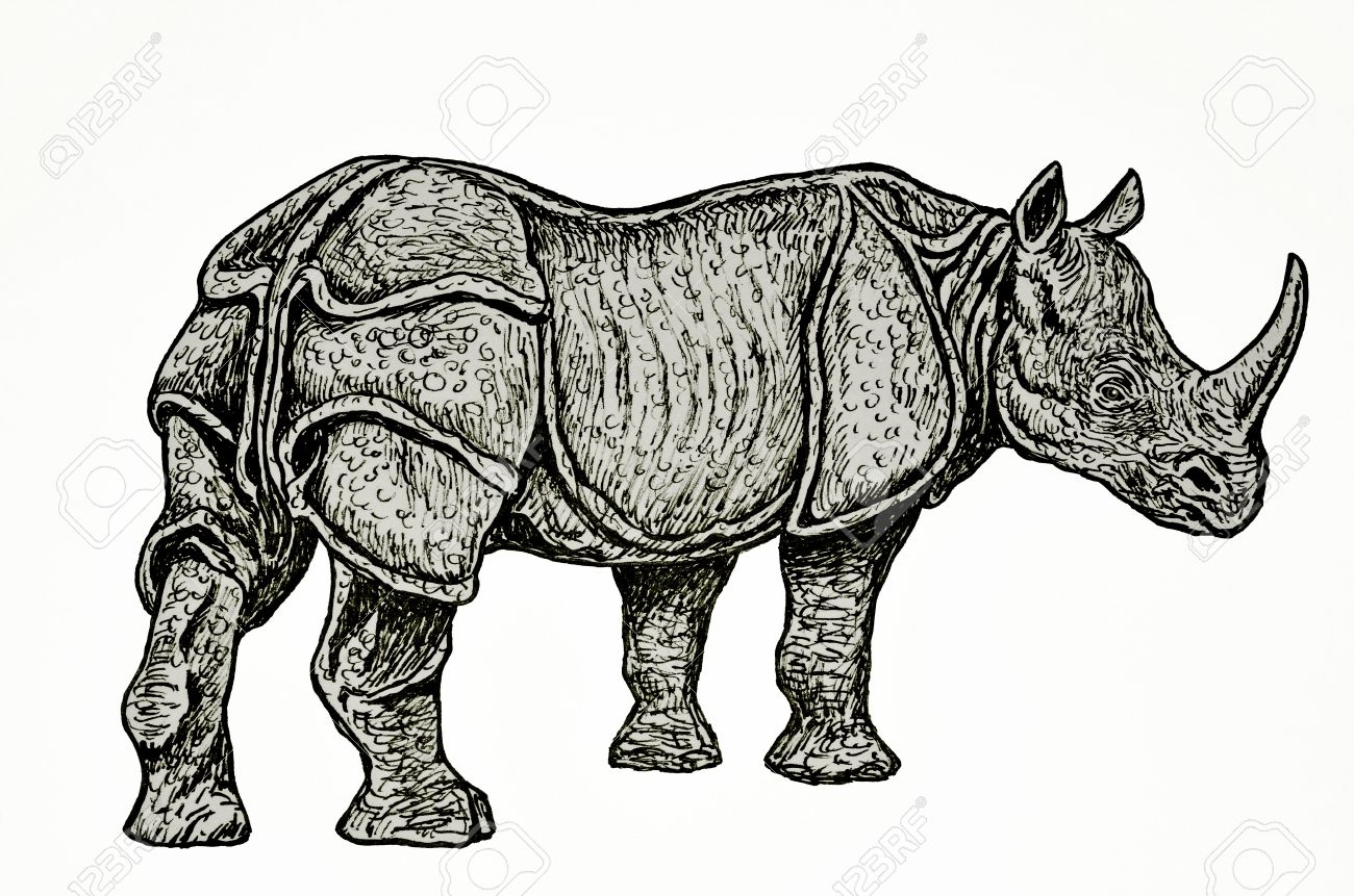 Носорог сбоку