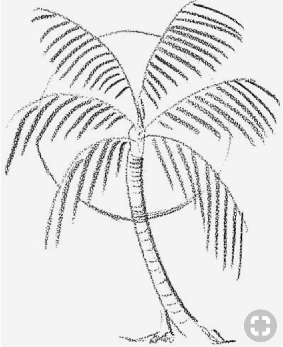Пальма нарисовать легко