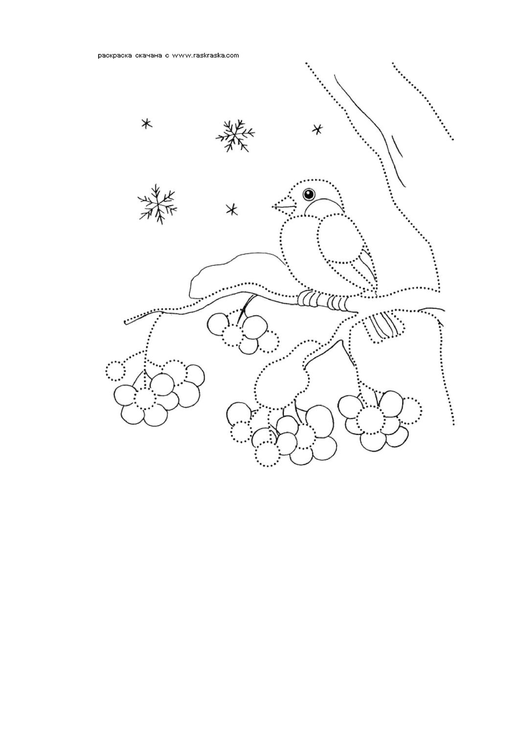 Раскраска снегирь на ветке рябины (63 фото) - фото - картинки и рисунки: скачать бесплатно