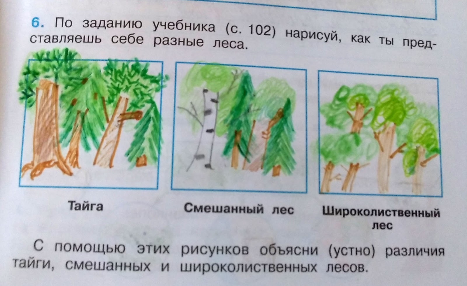 Лесные картинки окружающий мир 1 класс